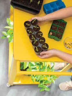 Sili-Seedlings® Seedling Tray, 10-Cell -Garden Supplies Shop 8611886 374 tif