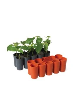 Sili-Seedlings® Seedling Tray, 10-Cell -Garden Supplies Shop 8611886 5192 tif