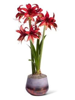 Cybister Potted Amaryllis -Garden Supplies Shop 8612501 bogota silo 2022