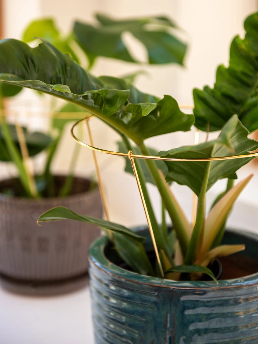 Brass Plated Grow Throughs, Set Of 2 5 Brass Plated Grow Throughs, Set Of 2 - Image 3