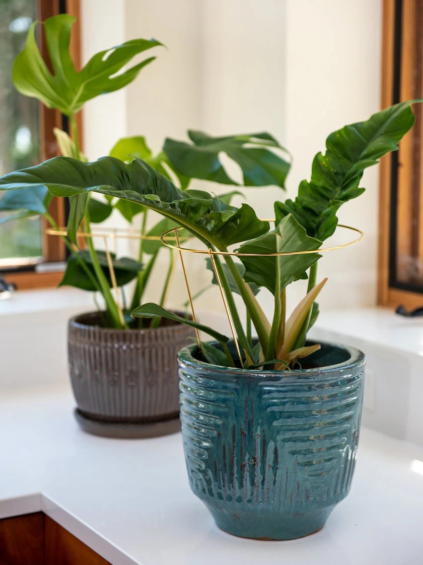 Brass Plated Grow Throughs, Set Of 2 4 Brass Plated Grow Throughs, Set Of 2 - Image 2