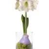 Easy Care Spring Waxed Amaryllis In Vase -Garden Supplies Shop 8612756 14937 easy care spring waxed amaryllis in vase