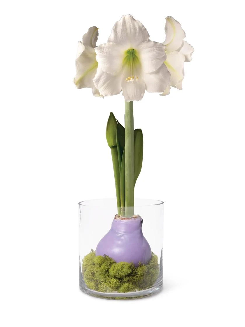 Easy Care Spring Waxed Amaryllis In Vase 2 Easy Care Spring Waxed Amaryllis In Vase