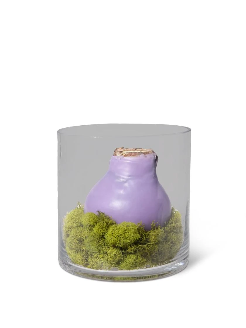 Easy Care Spring Waxed Amaryllis In Vase 3 Easy Care Spring Waxed Amaryllis In Vase - Image 2