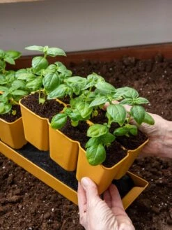 Gardener's Best® XL 6-Cell Planting Tray, Set Of 4 -Garden Supplies Shop 8613031 6300