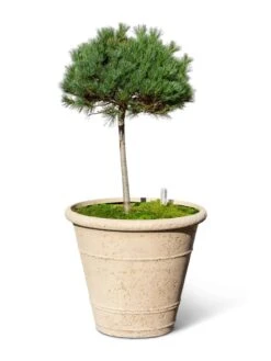 Self-Watering LavaStone® Anson Pot -Garden Supplies Shop 8613256 0138