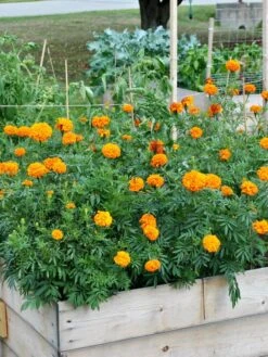 SeedSheets Organic Vegetable Garden, Easy Breezy Caprese, 4' X 8' 10 SeedSheets Organic Vegetable Garden, Easy Breezy Caprese, 4' X 8' -Garden Supplies Shop 8613295 04V