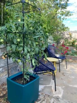 Oasis Self-Watering Tomato Planter With Trellis -Garden Supplies Shop 8613440 01IN