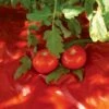 Red Tomato Mulch 1 Red Tomato Mulch -Garden Supplies Shop GS30005 07