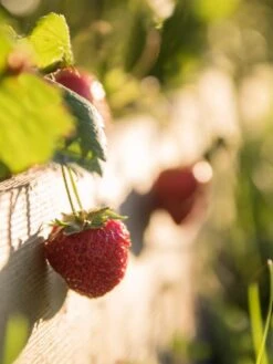 3-Tier Strawberry Bed 9 3-Tier Strawberry Bed -Garden Supplies Shop Strawberry3 3167 tif