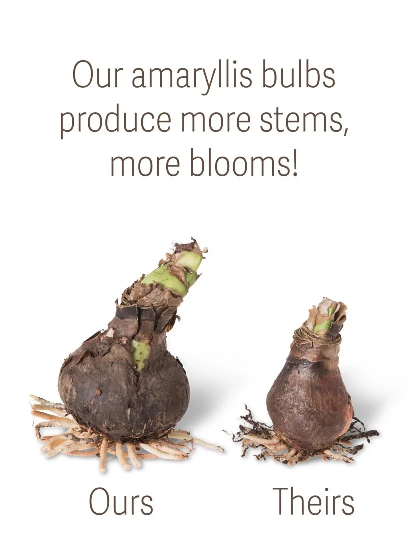 Premium Amaryllis Bulb 4 Premium Amaryllis Bulb - Image 2