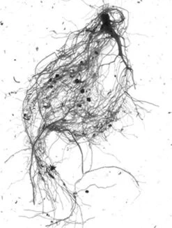GrowLab® Compact Tabletop Light Garden With Classroom Guide -Garden Supplies Shop gstrootscan 01