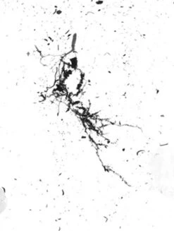 GrowLab® Compact Tabletop Light Garden With Classroom Guide -Garden Supplies Shop gstrootscan 02